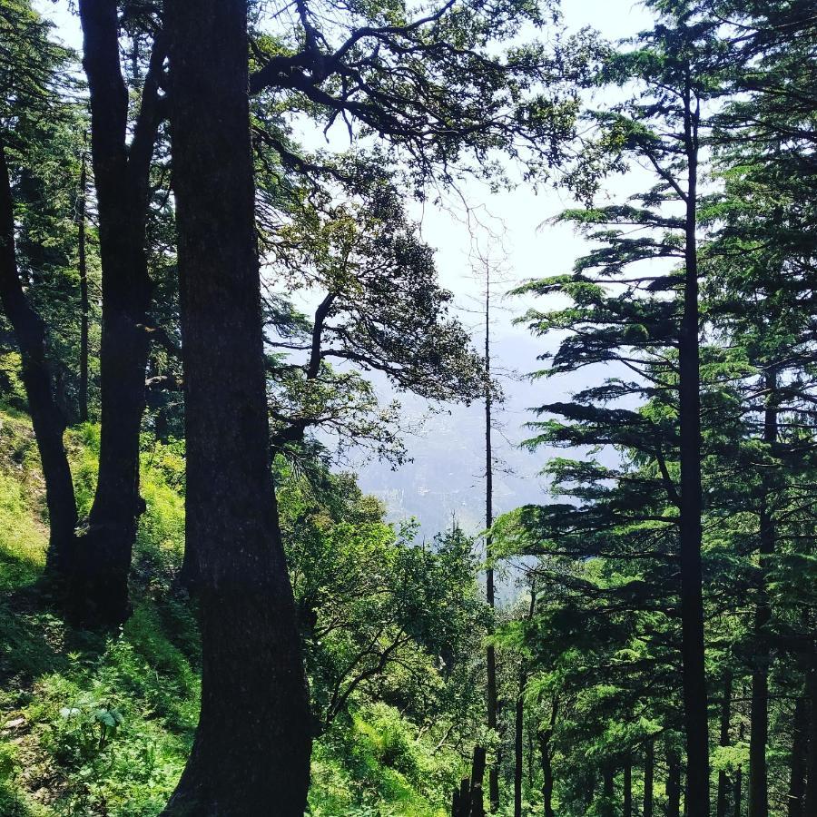 Shimla Pines Homestay Exteriér fotografie