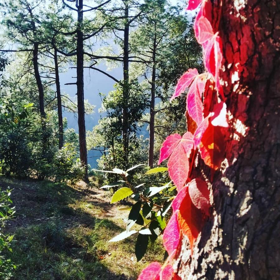 Shimla Pines Homestay Exteriér fotografie