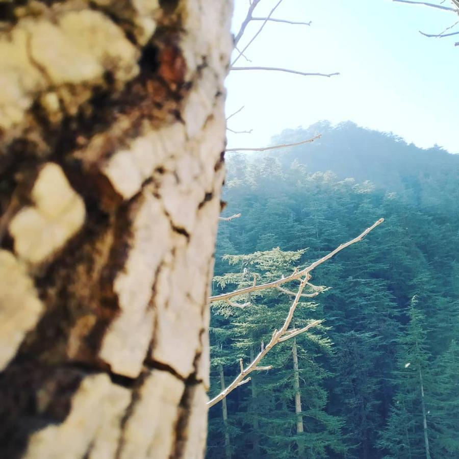 Shimla Pines Homestay Exteriér fotografie